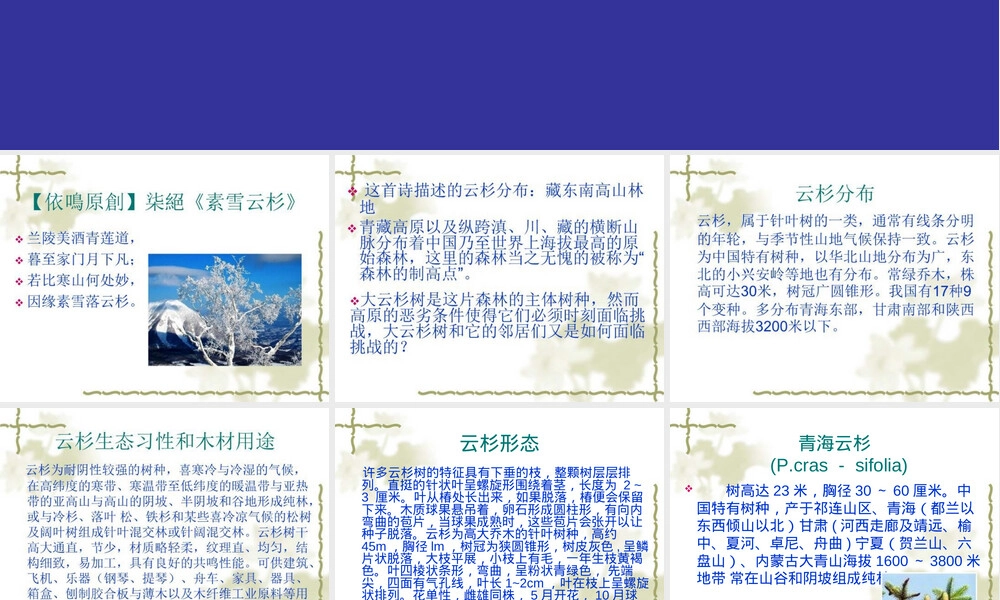 云杉育苗管理技术PPT课件.ppt