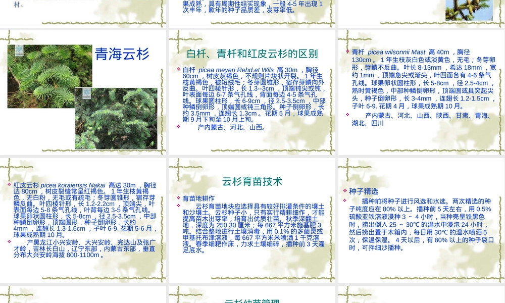 云杉育苗管理技术PPT课件.ppt