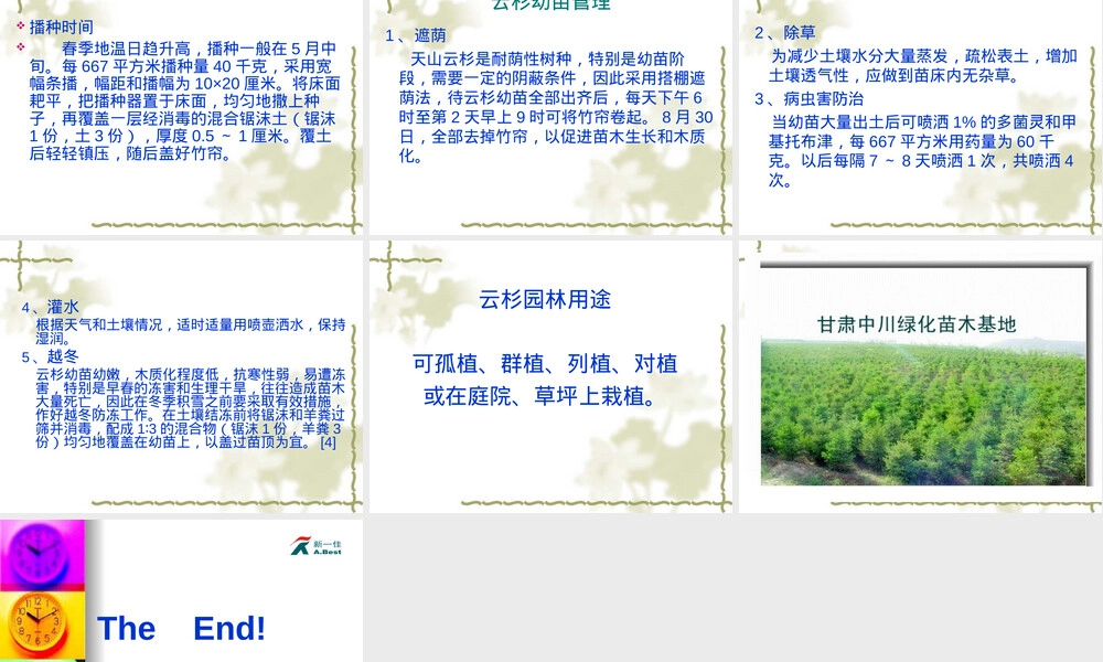 云杉育苗管理技术PPT课件.ppt