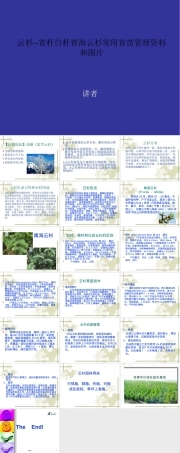 云杉育苗管理技术PPT课件.ppt