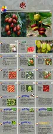 枣树的栽培与管理PPT课件.ppt