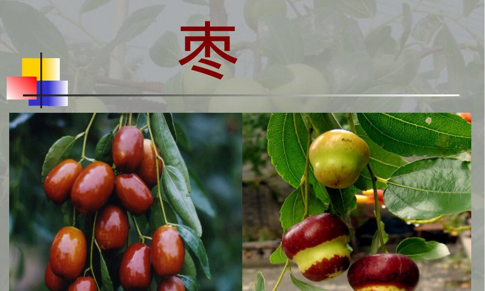 枣树的栽培与管理PPT课件.ppt