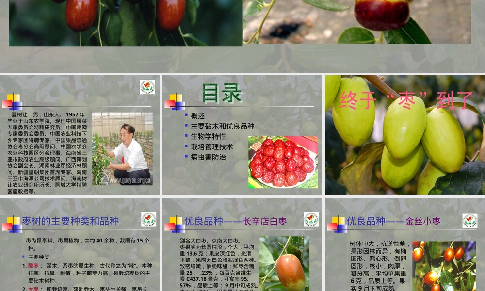 枣树的栽培与管理PPT课件.ppt