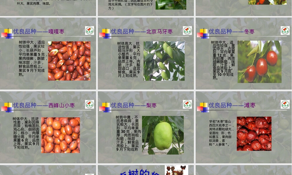 枣树的栽培与管理PPT课件.ppt