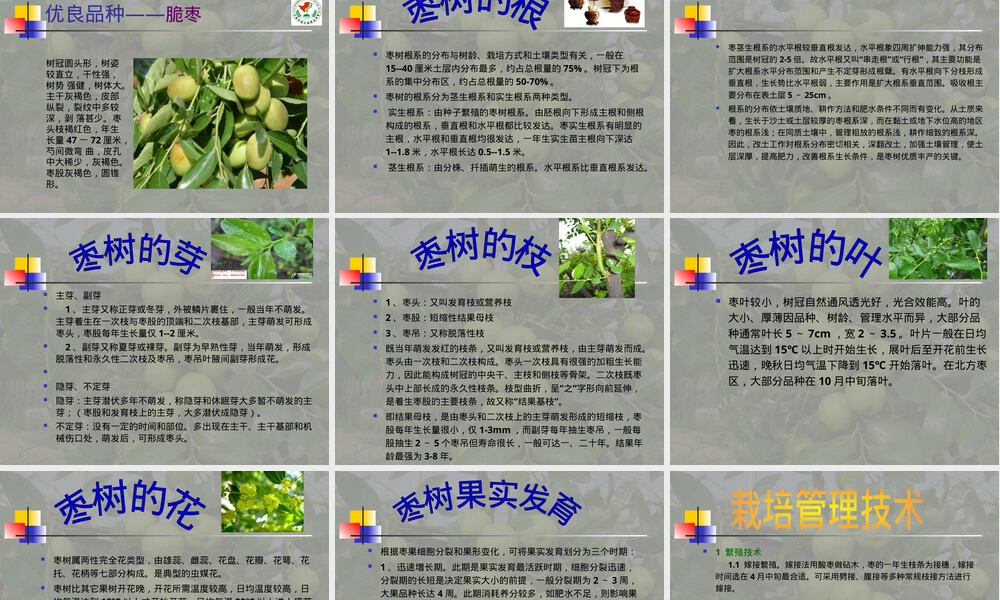 枣树的栽培与管理PPT课件.ppt