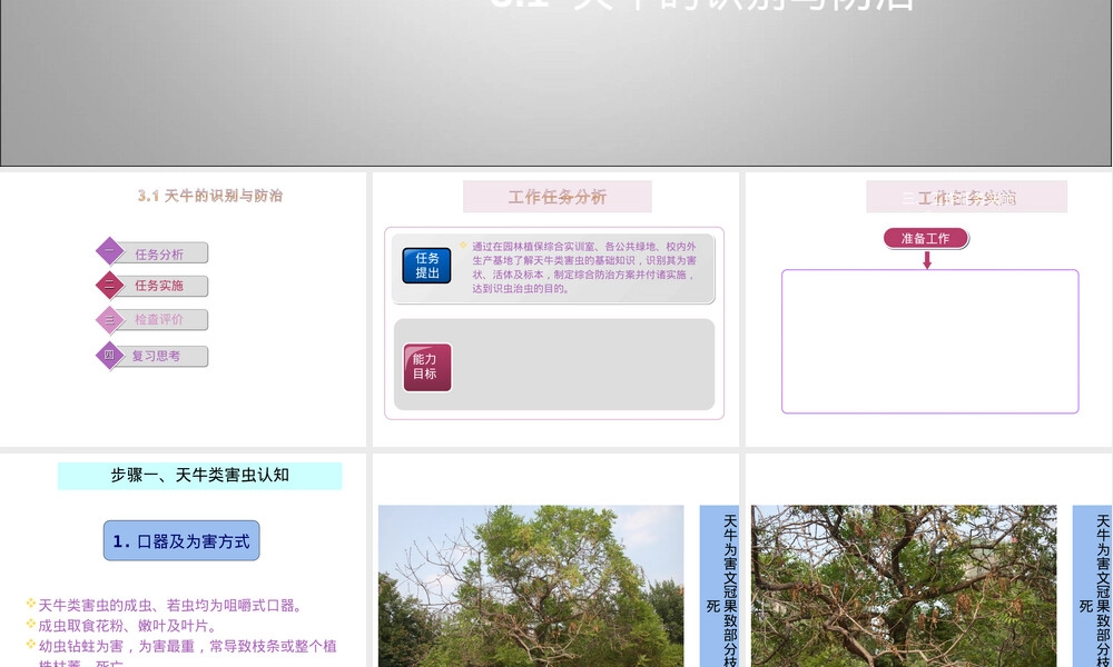 天牛识别与防治技术PPT课件.ppt