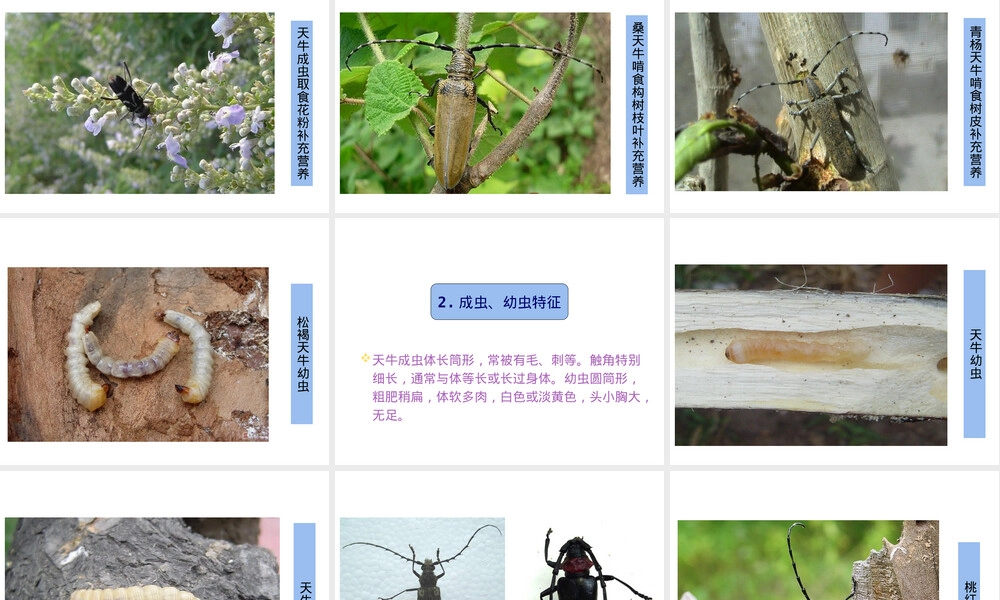 天牛识别与防治技术PPT课件.ppt