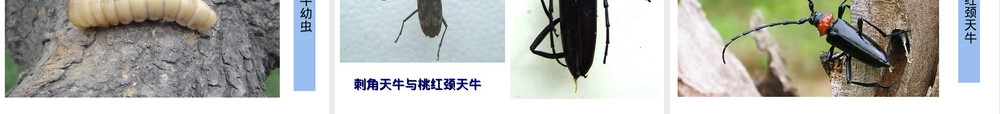 天牛识别与防治技术PPT课件.ppt