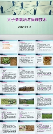 太子参栽培管理技术培训PPT课件.ppt