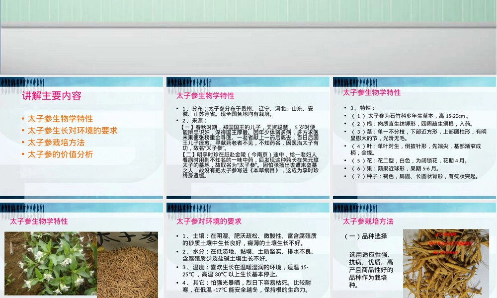 太子参栽培管理技术培训PPT课件.ppt