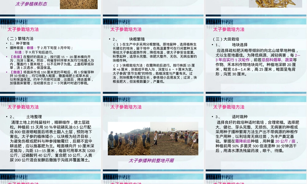 太子参栽培管理技术培训PPT课件.ppt