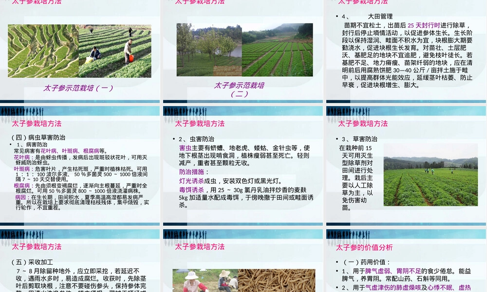 太子参栽培管理技术培训PPT课件.ppt