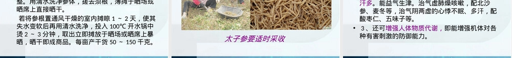 太子参栽培管理技术培训PPT课件.ppt