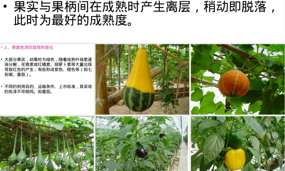 第九章园艺产品采收与采后管理PPT课件.ppt