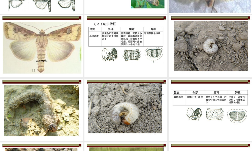 地老虎农业害虫防治PPT课件 副本1.ppt