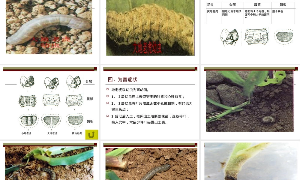 地老虎农业害虫防治PPT课件 副本1.ppt