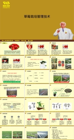 草莓栽培管理技术教学PPT课件.ppt