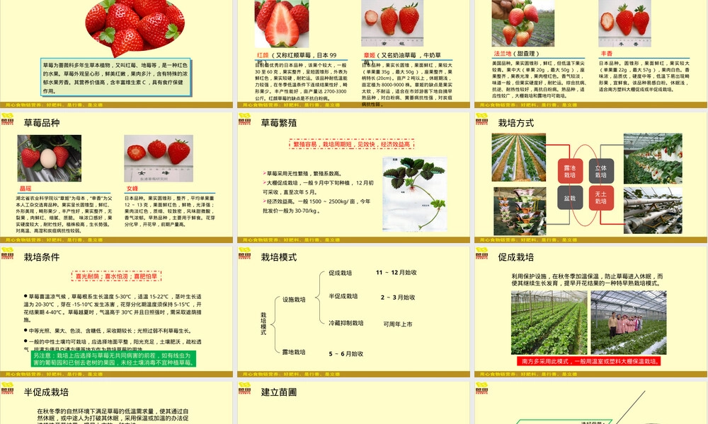 草莓栽培管理技术教学PPT课件.ppt