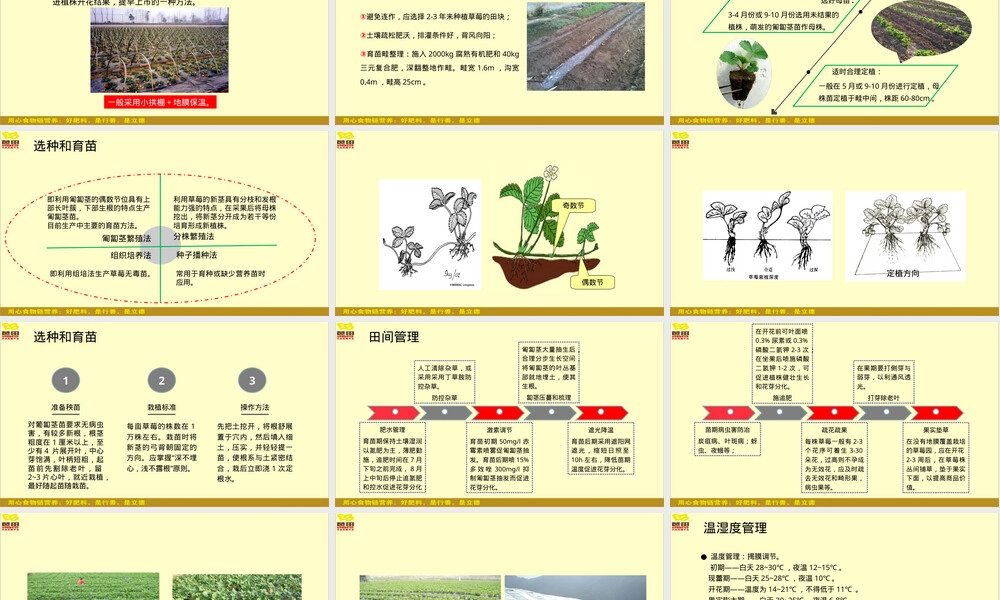 草莓栽培管理技术教学PPT课件.ppt