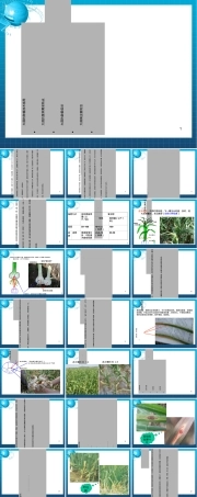 大蒜种植管理PPT课件.ppt