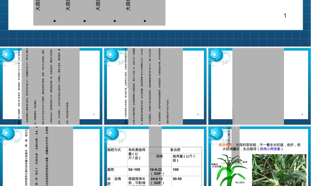 大蒜种植管理PPT课件.ppt