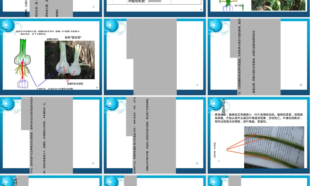 大蒜种植管理PPT课件.ppt
