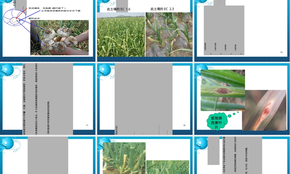 大蒜种植管理PPT课件.ppt