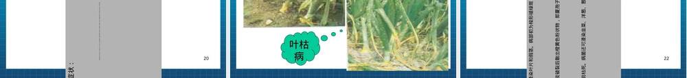 大蒜种植管理PPT课件.ppt