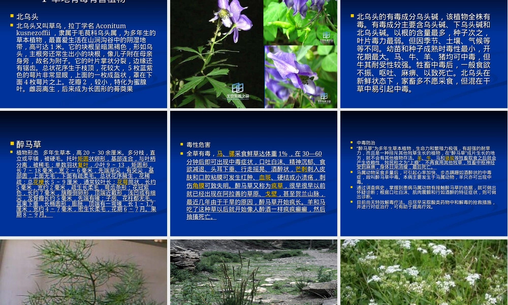 草地有毒有害植物及其防除PPT课件.ppt
