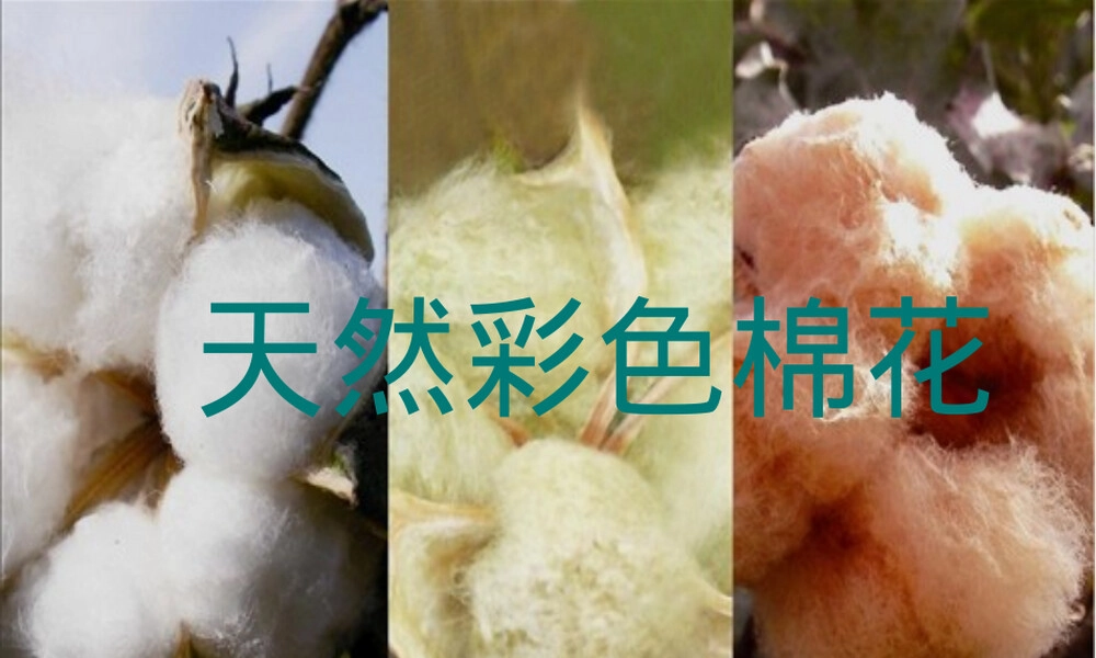 彩棉服装材料教学PPT课件.ppt