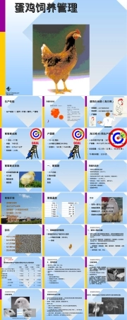 蛋鸡饲养管理技术培训PPT课件.ppt
