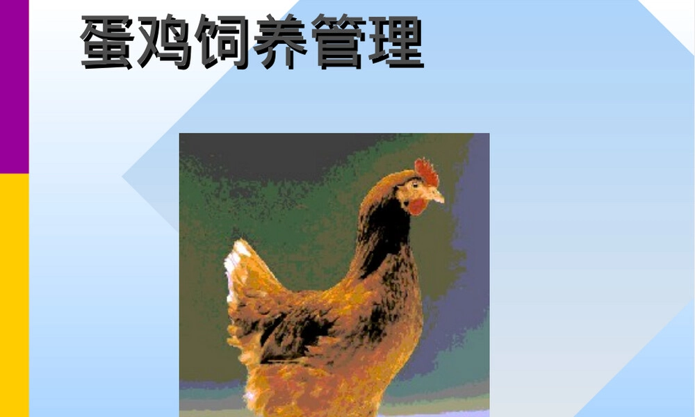 蛋鸡饲养管理技术培训PPT课件.ppt