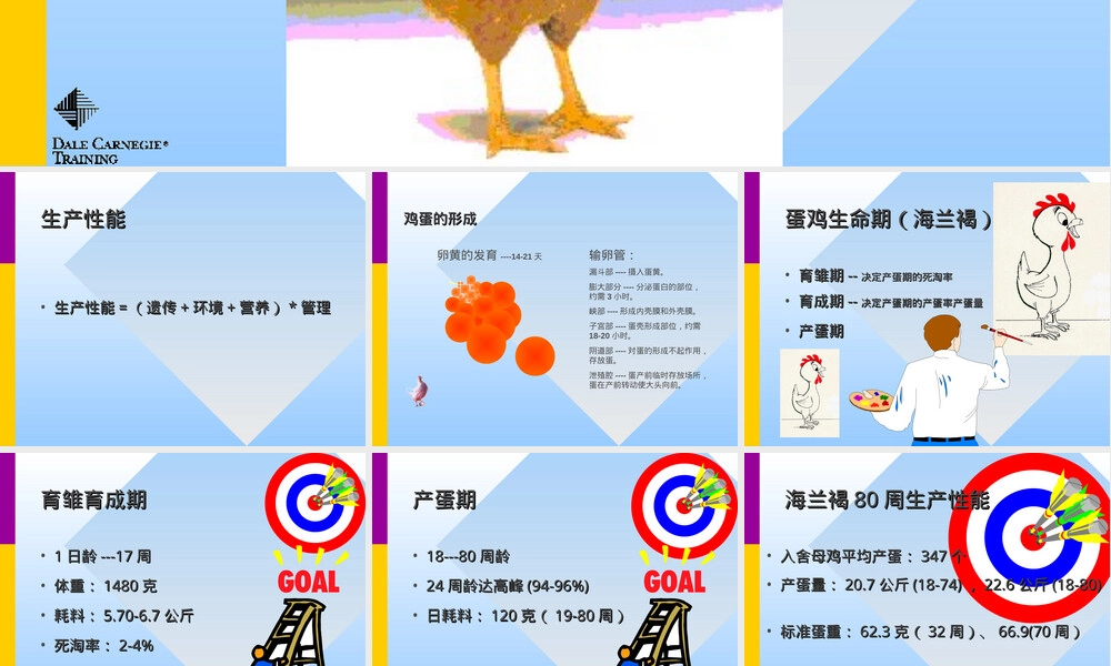 蛋鸡饲养管理技术培训PPT课件.ppt