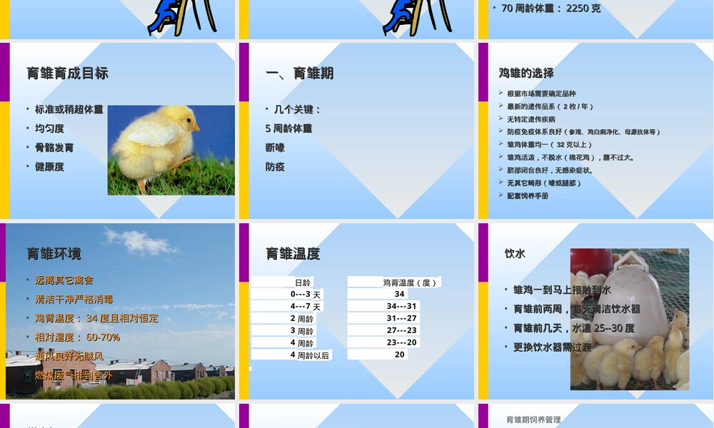 蛋鸡饲养管理技术培训PPT课件.ppt