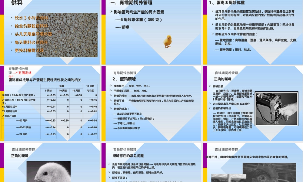 蛋鸡饲养管理技术培训PPT课件.ppt