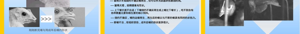 蛋鸡饲养管理技术培训PPT课件.ppt