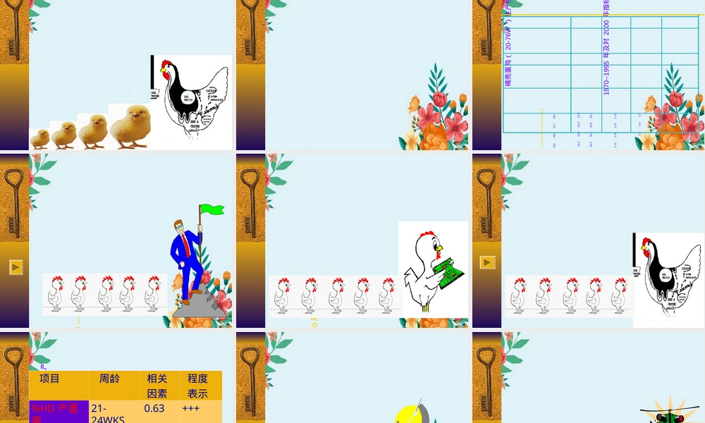 蛋鸡饲养管理要点PPT课件.ppt