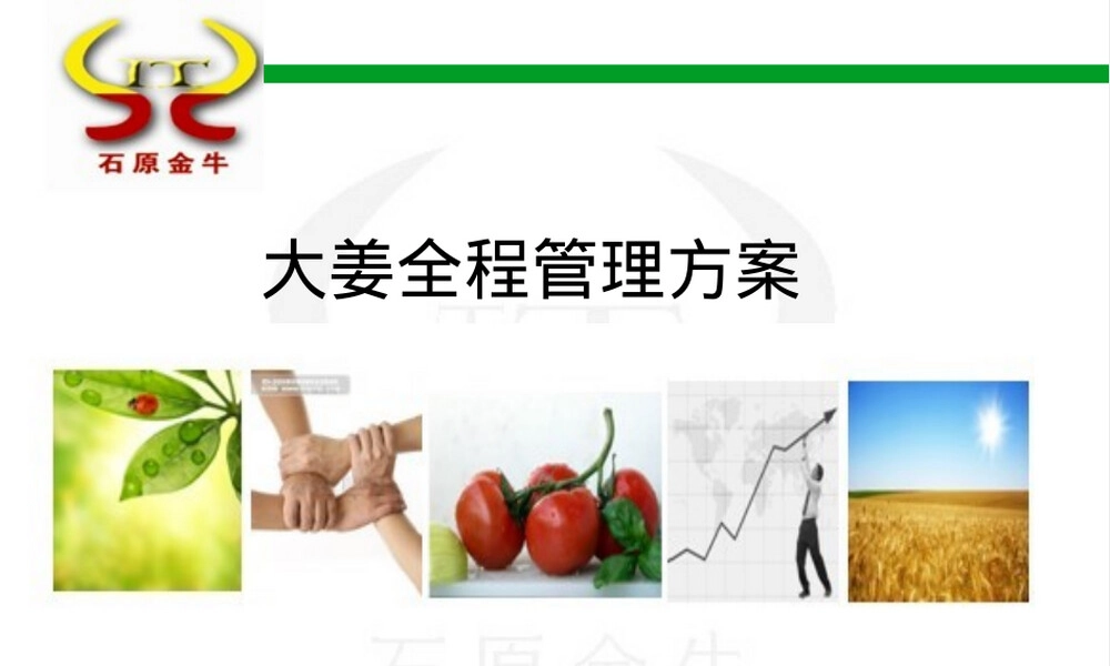 大姜全程管理方案PPT课件.ppt