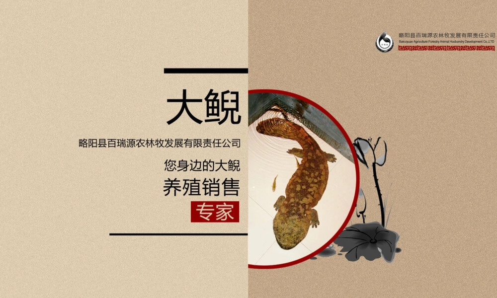 大鲵生物学特征与保护PPT课件.ppt