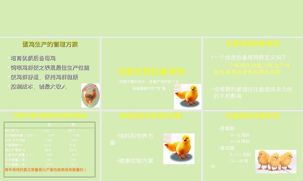 蛋鸡饲养管理技术PPT课件.ppt
