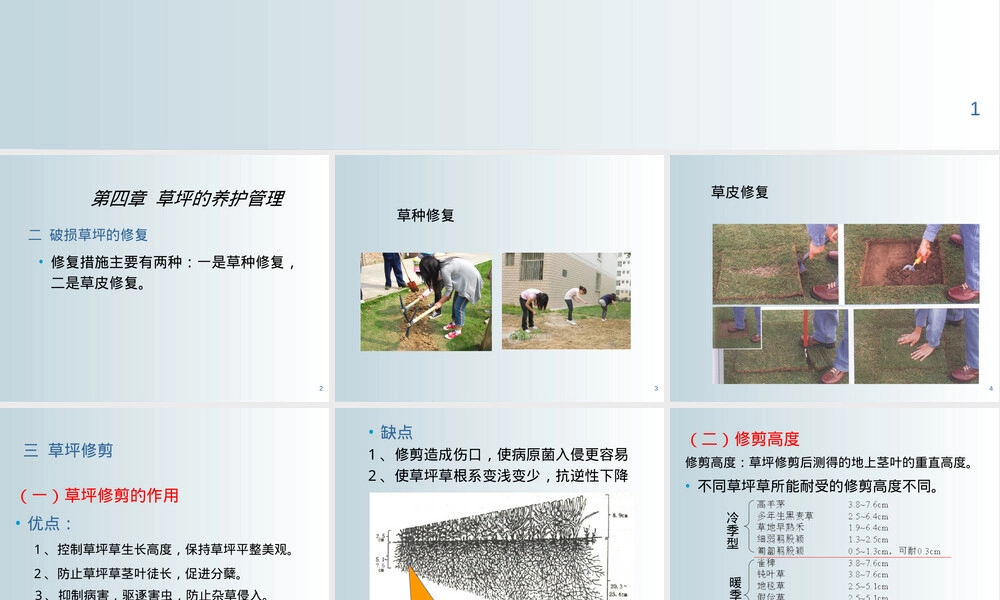 草坪养护管理教学PPT课件.ppt