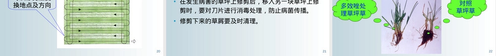 草坪养护管理教学PPT课件.ppt