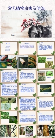 常见植物虫害及其防治PPT课件.pptx