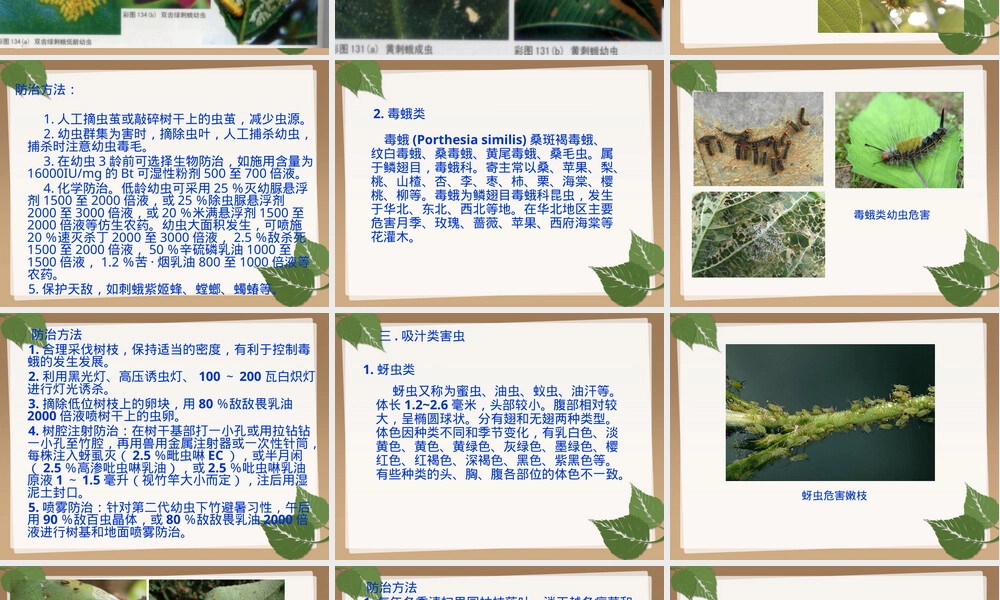 常见植物虫害及其防治PPT课件.pptx