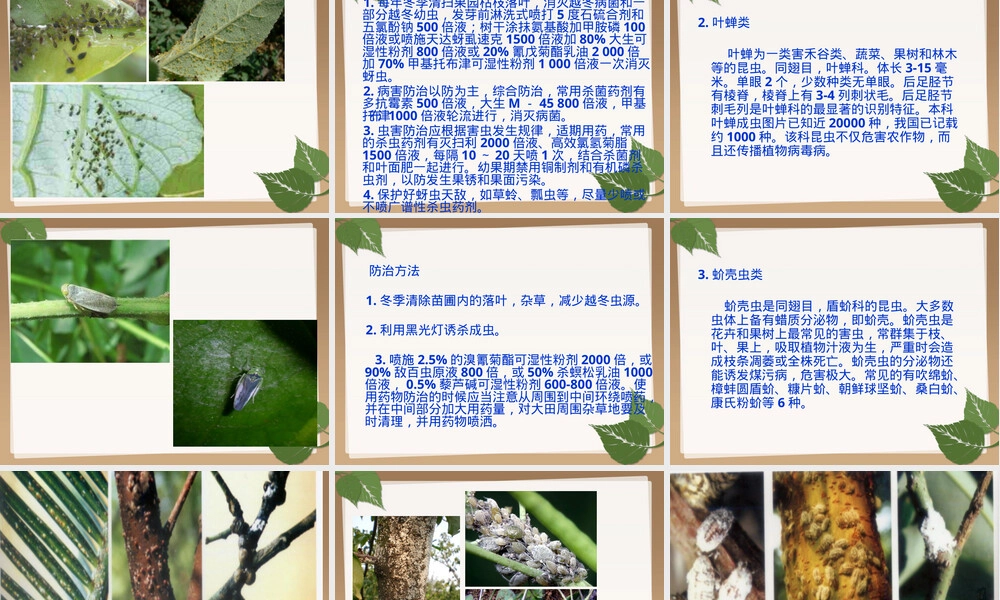 常见植物虫害及其防治PPT课件.pptx