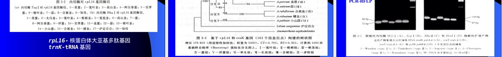 第二章DNA分子标记及其应用教学PPT课件.ppt