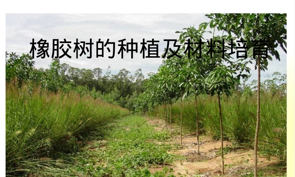 橡胶树种植及材料培育PPT课件 副本1.pptx