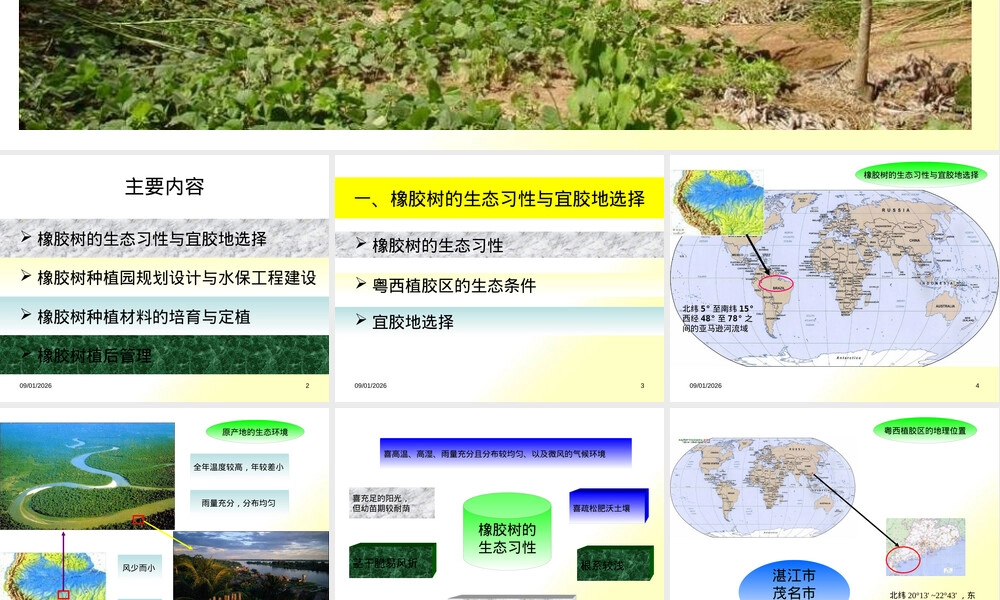 橡胶树种植及材料培育PPT课件 副本1.pptx