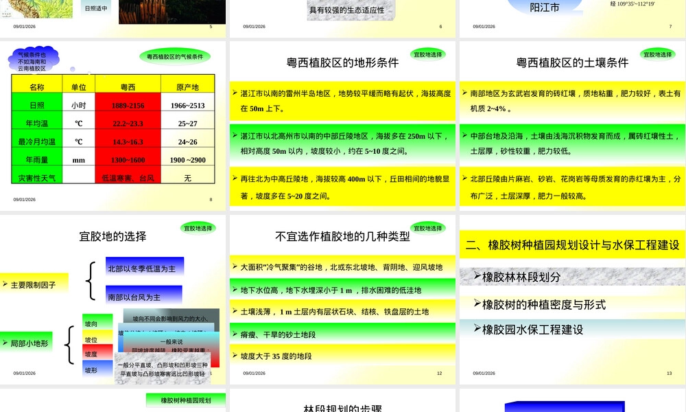 橡胶树种植及材料培育PPT课件 副本1.pptx