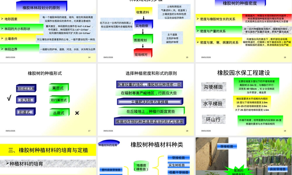 橡胶树种植及材料培育PPT课件 副本1.pptx